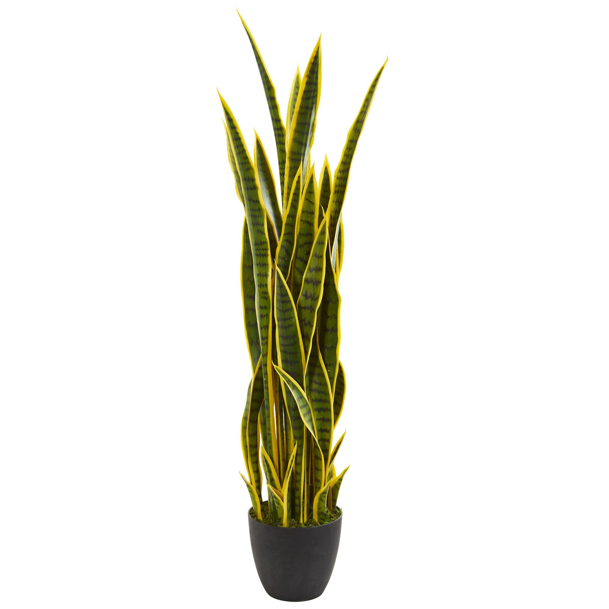 4ft. Potted Snake Plant